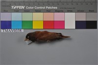 藏品(黑頭文鳥)的圖片